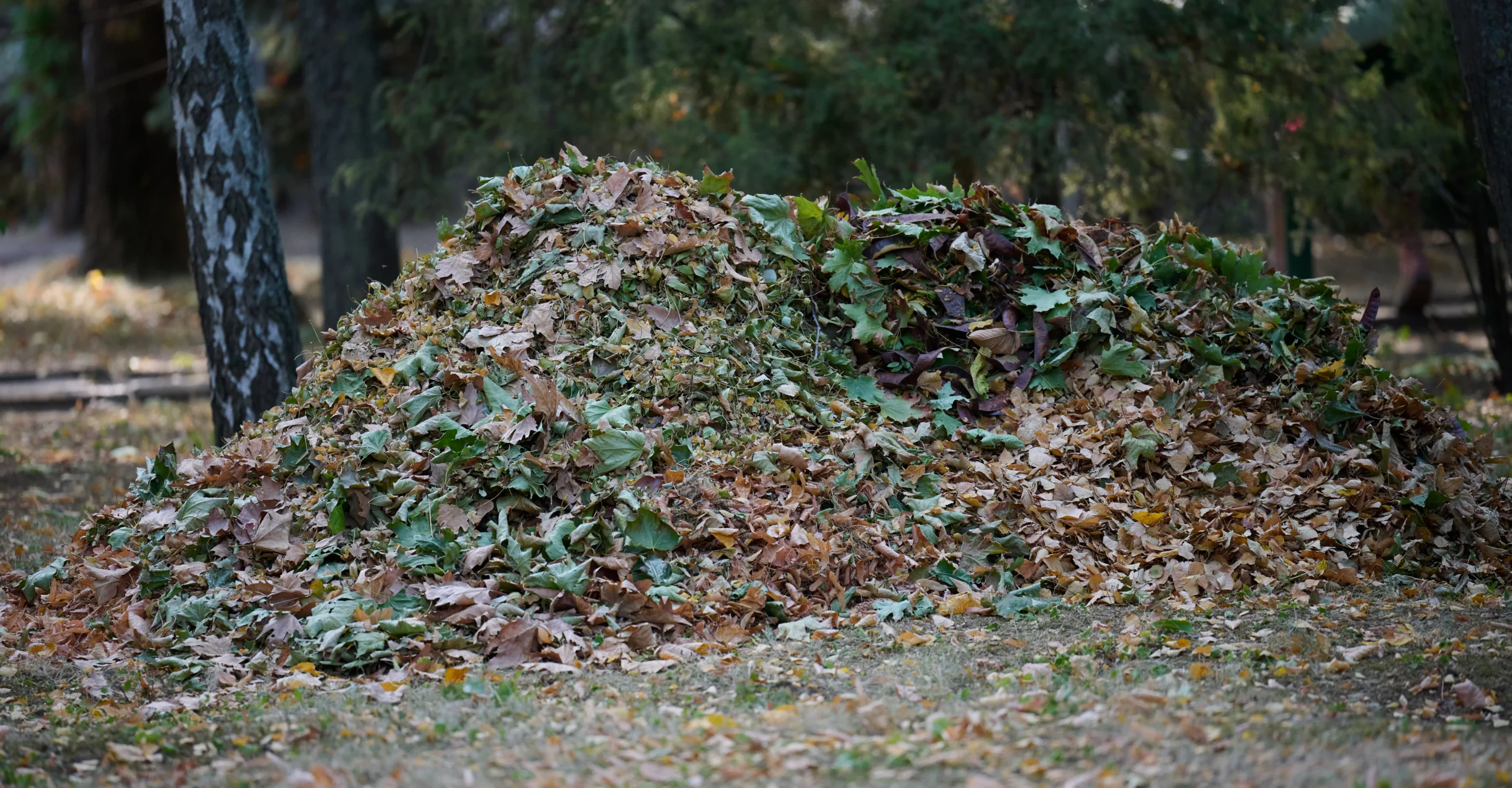 Fall cleanup service Connecticut