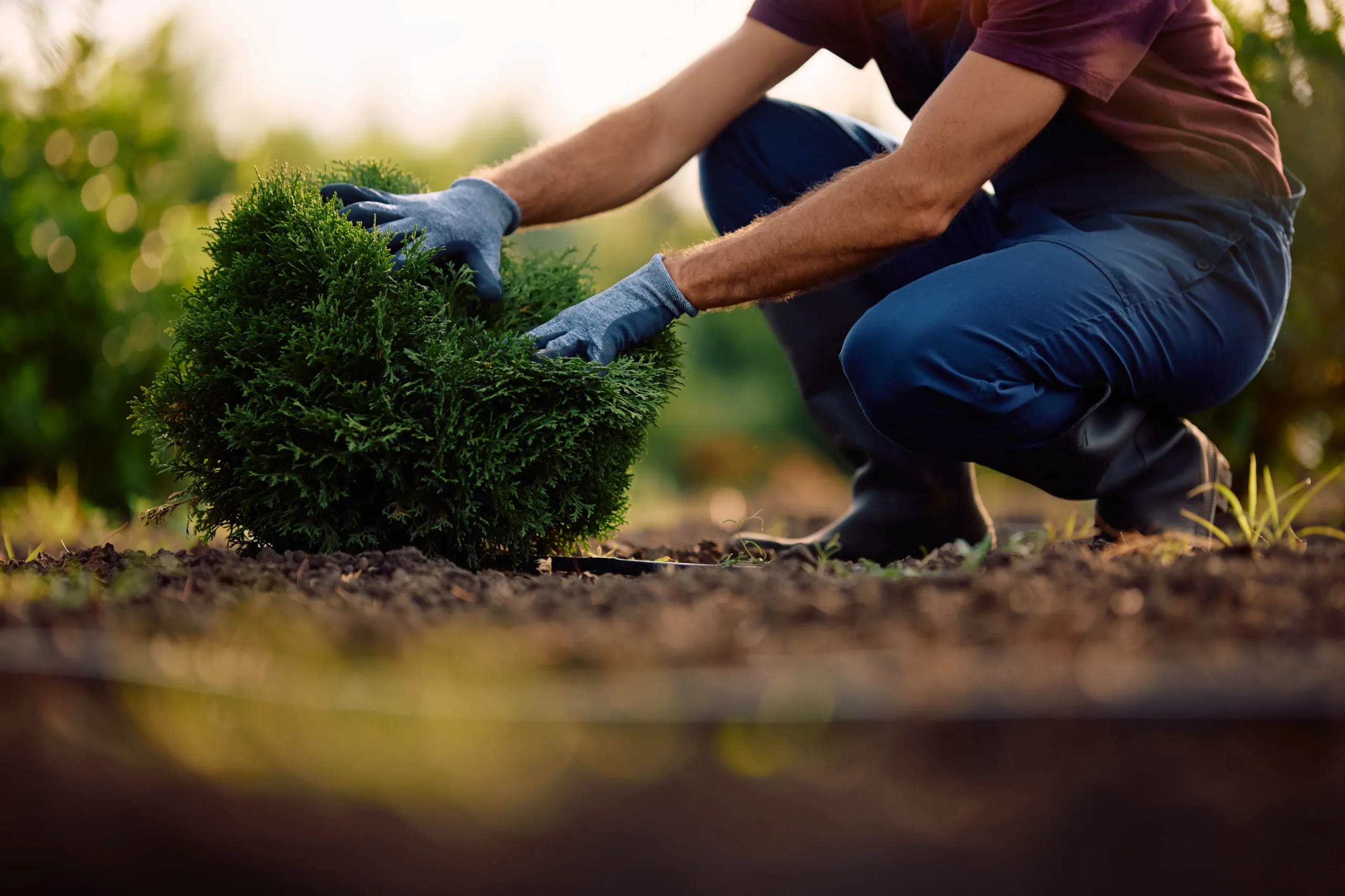 Planting service Danbury CT