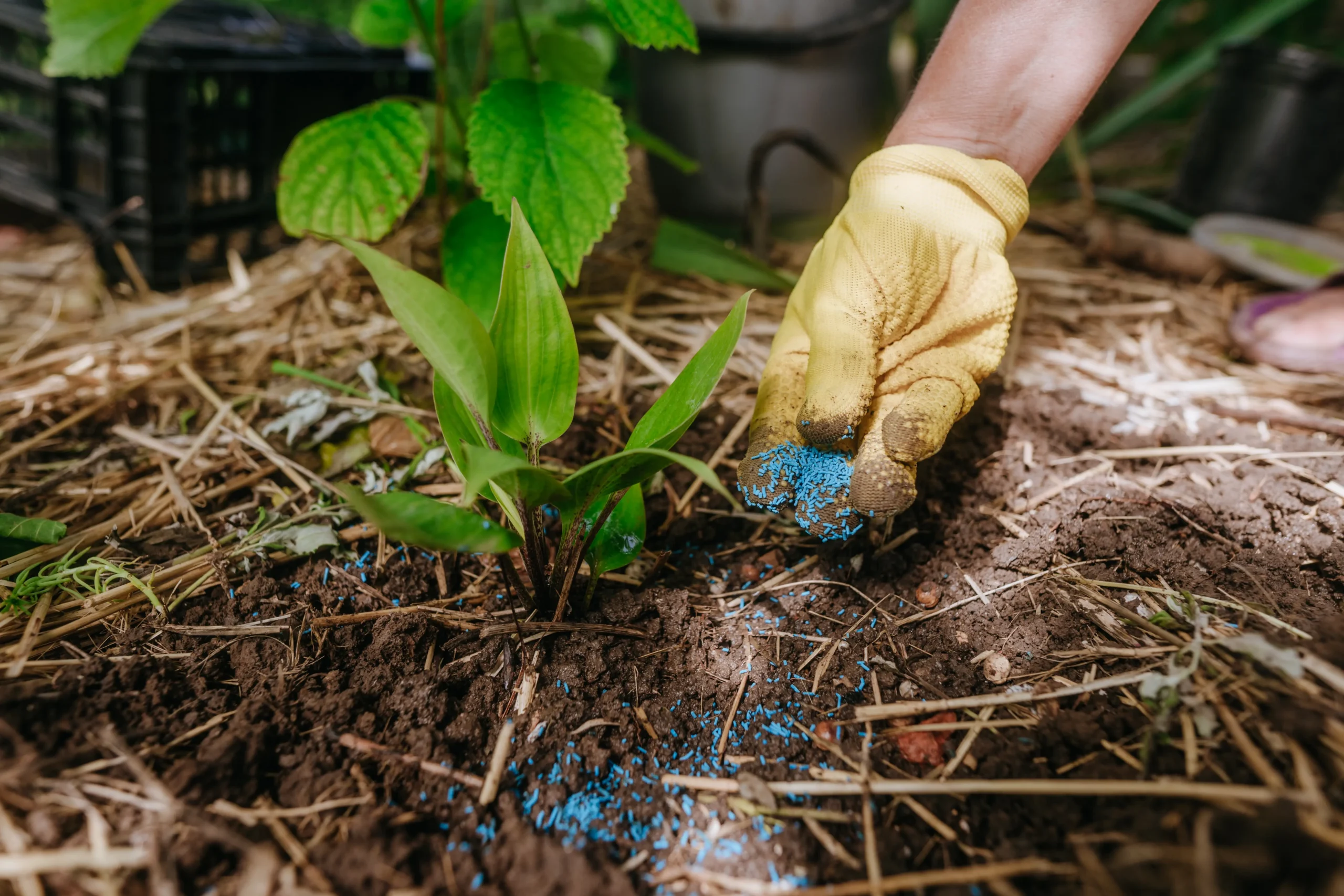 Planting service Connecticut